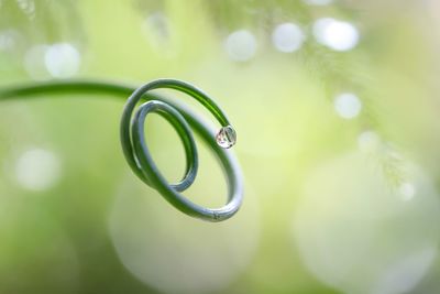 Close-up of water drop on leaf