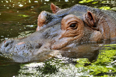 Close-up of turtle in lake