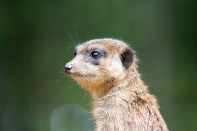 Close-up of meerkat