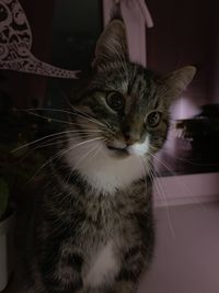 Close-up portrait of cat at home