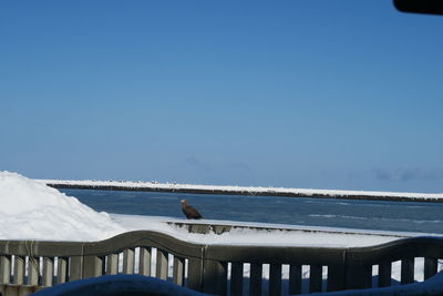 Seagull perching on a sea against clear sky