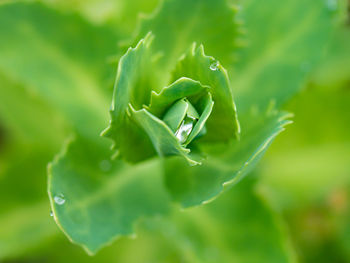 Close-up of water drops on plant