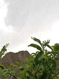 Plants growing on mountain