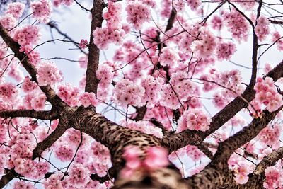 Low angle view of cherry blossom