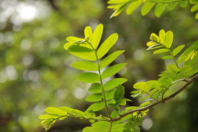 Close-up of fresh green leaves