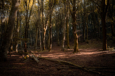 View of a forest