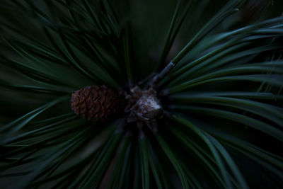 Full frame shot of pine plant