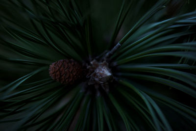 Full frame shot of pine plant