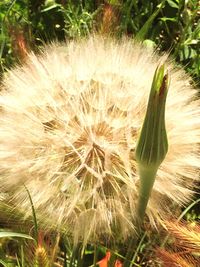 Close-up of dandelion