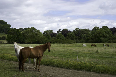 Horse grazing on field against sky