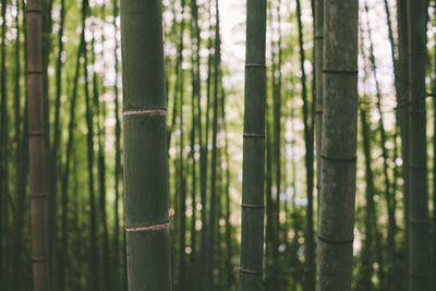 Bamboos growing in forest