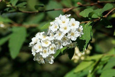 Close-up of white flowers blooming outdoors