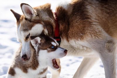 Close-up of huskies