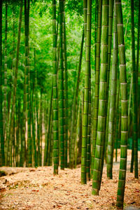 Bamboo trees in forest