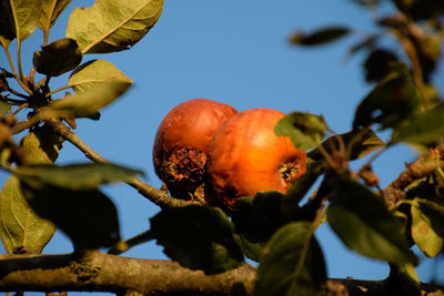 Low angle view of fruits growing on tree