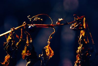 Low angle view of lanterns hanging on tree