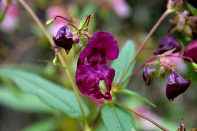 Close-up of insect on purple flower