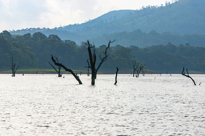 Scenic view of tree by sea against sky