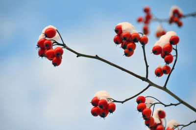 Low angle view of red berries on tree