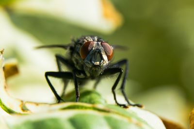 Close-up of insect on leaf