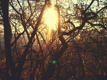 Sun shining through trees