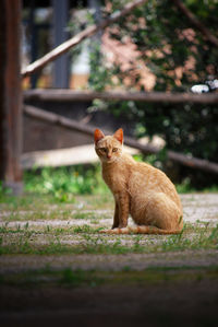 View of a cat sitting outdoors