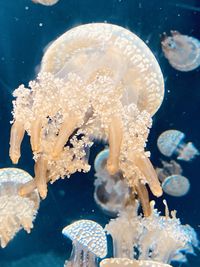 Close-up of jellyfish swimming in sea