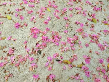 Pink flowers