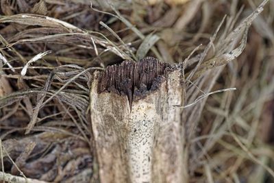 Close-up of tree stump in forest