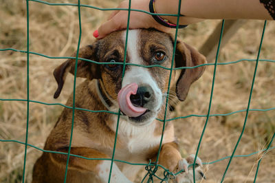 Close-up of dog