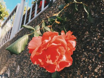 Close-up of red flowers