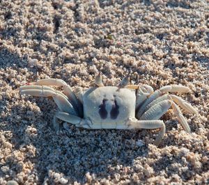 High angle view of crab at sandy beach