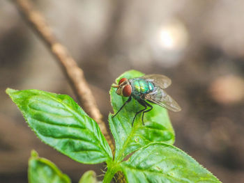 Close-up of insect on plant