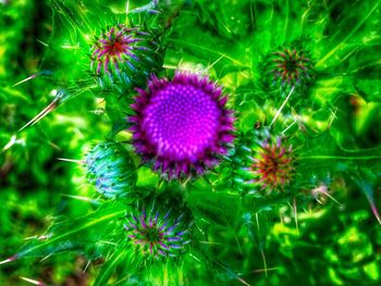 Close-up of thistle blooming outdoors