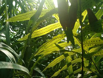 Close-up of fresh green leaves with dew drops