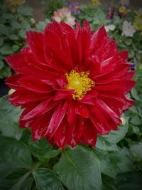 Close-up of red hibiscus blooming outdoors