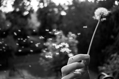 Cropped image of hand holding dandelion