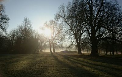 Trees at sunset