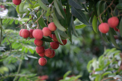 Close-up of red berries growing on tree