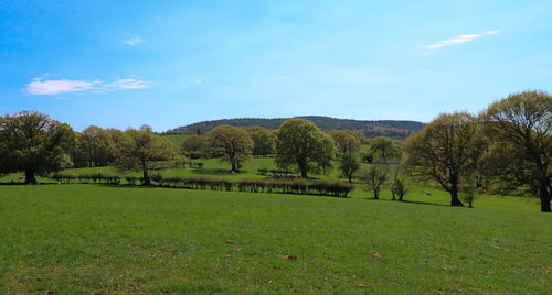 Trees on field against sky