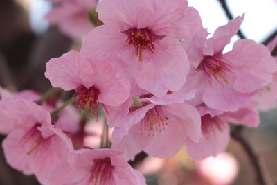 Close-up of bee on pink flowers