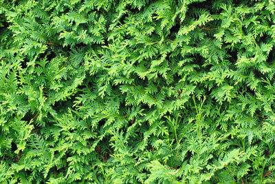 Full frame shot of fresh green leaves on land