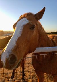 Horse in stable