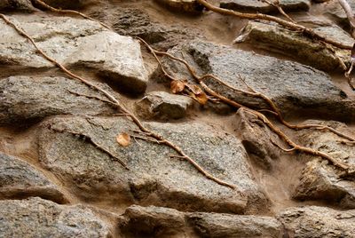 Close-up of bird on rock