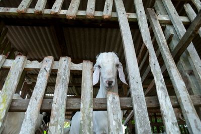 Portrait of sheep on wood