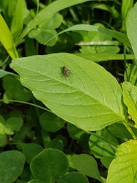 High angle view of insect on leaf