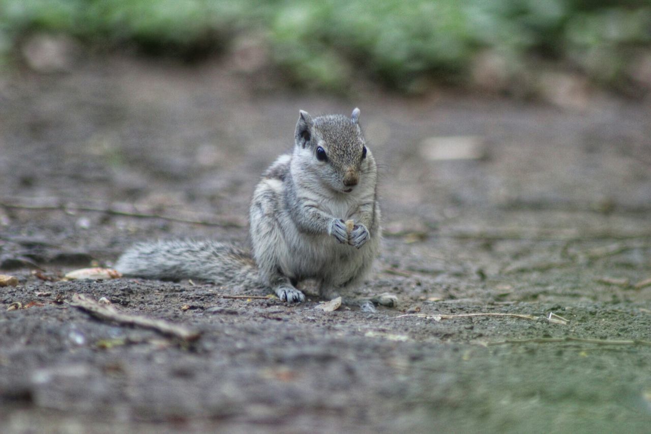 CLOSE-UP OF SQUIRREL