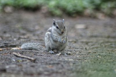 Squirrel on field