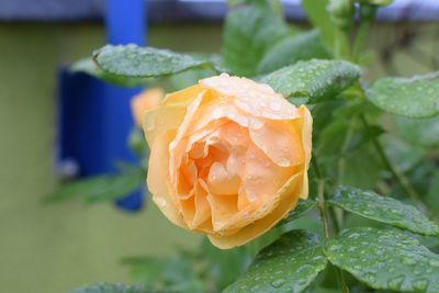 Close-up of wet rose flower in bloom