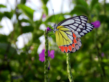 Close-up of butterfly pollinating on flower